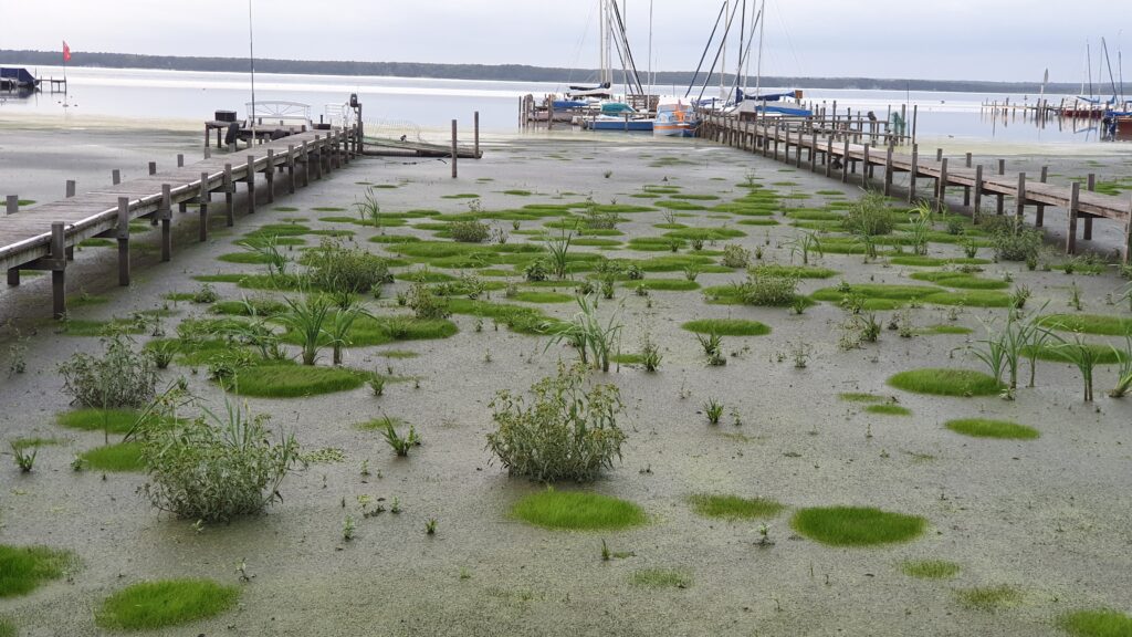 https://www.yacht.de/reisen-chartern/haefen/steinhuder-meer-verschlammung-bedroht-segelsport